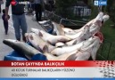 TRT HABER ( BOTAN ÇAYINDA DEV TURNA BALIKLARI