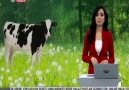 TRT HABERDE ÇIKAN KALP DESENLİ DANA HABERİMİZ...