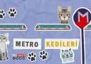 TRT Haber - İstanbul metrosunun sevimli misafirleri Facebook