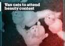 TRT World - Turkeys famous Van cats to compete in beauty contest Facebook