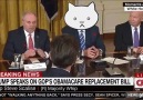 Trump as a cat who doesnt like things near him is amazing.