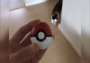 Trying To Catch Mewtwo