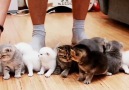 Trying to control an entire litter of kittens at once is not easy