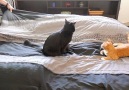 Trying To Make the Bed with Cats Around