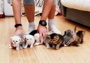 Trying to take a group photo of 10 baby kittens is impossible!