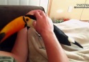 Tukan Kuşunun Sevimliliği