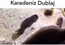 Tüküren karadenizli balık