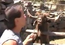 Tüküren Keçi :D