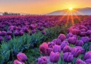 Tulip Sunsets...