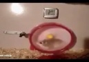 Turbo Hamster