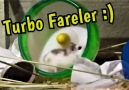 Turbolu Hamsterlar! Efektler Efsane