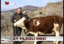 TÜRK BAYRAGI var vücudunda İnek,in Arkadaşlar osmancıklı