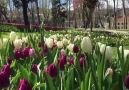 Turkey: HomeOf Tulips