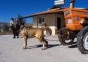 Türk fiat 480 i çeken malaklı köpeği