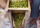 Türk İşi Ahşap Zeytin Kırma Makinesi