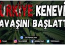 TÜRKİYE KENEVİR SAVAŞINI BAŞLATTI - Kenevir Neden Yasaktı