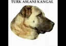 TÜRK KANGAL BELGESELİ(NADİR RASTLANIR BU TÜR İZLETİLERE