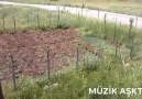 TÜRKÜ AŞKI - YALAN DÜNYA NEYINE GÜVENEM