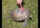 turtle dancing