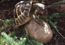 Turtle Makes Love To Rock