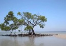 Tuzlu suda yaşayabilen bir bitki - Kırmızı Mangrov Ağacı