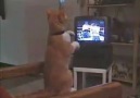 Tvde izlediği boks maçını canlı yaşayan kedi )