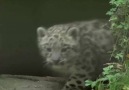 10TV - WBNS - Adorable baby snow leopards make public debut Facebook