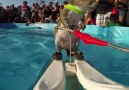 Twiggy the Waterskiing Squirrel