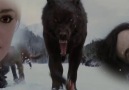 Twilight 5 - Scary Battle Scene with Wolves