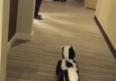 Twins dressed up as skunks