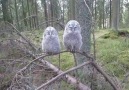 Two Adorable Baby Owls Sleepy Yet In Sync