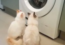 Two adorable cats enjoy watching the washing machine