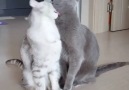 Two adorable cats showing some love