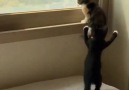 Two Adorable Kittens Playing