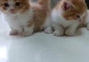 Two adorable munchkin kittens <3