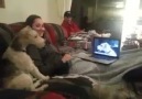 Two Dogs Skype With Each Other!