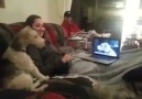 Two Dogs Skype With Each Other!