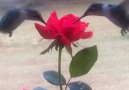 Two hummingbirds drink from a rose Credit JukinVideo