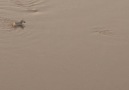 Two hungry lions meet a zebra after it escapes croc-infested waters.