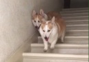 Two in sync bouncy boysBy corgnelius (Instagram)