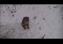 Two Men Rescue A Trapped Bobcat