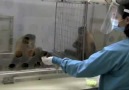 Two Monkeys Were Paid Unequally!! So Funny..