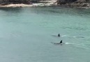 Two orcas swim past some kids in New Zealand.