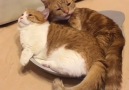 Two sweet kitty cats dreaming together
