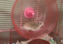 Uçan Hamster