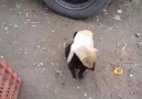 Ufak azılı ve usta yavru köpek kapışması )