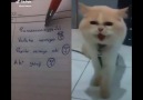 Ufaktan Türkçeyi sökmüş kedi