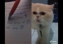 Ufak Ufak Türkçeyi Söken Kedicik DInstagramdan Takip