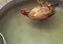 Ulan tavuk bile tatile çıkmış biz hala çalışmaya devam D