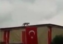 Ülkemin kedisi bile bir başka )Katlanan TÜRK BAYRAĞINI düzelten kedi..